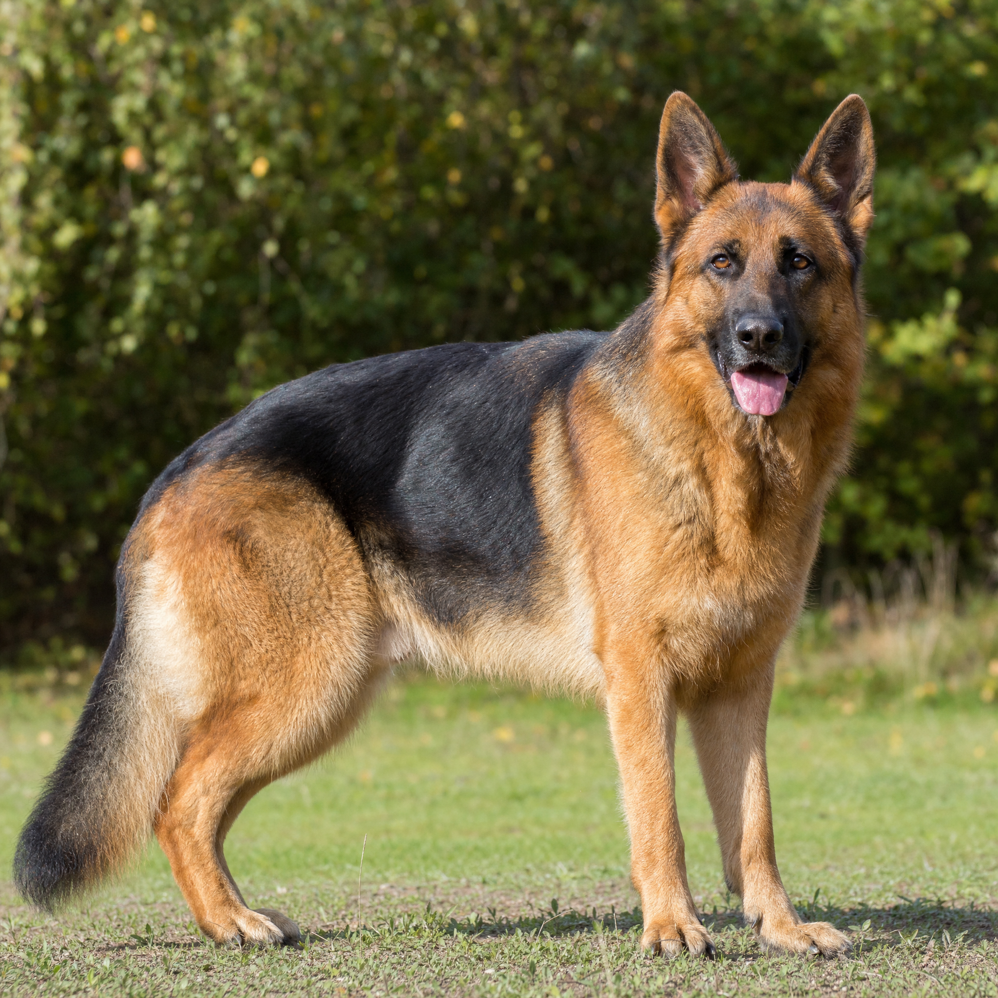 Photographie de Berger allemand